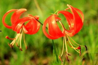 草原上的萨日朗,绽放的草原之花